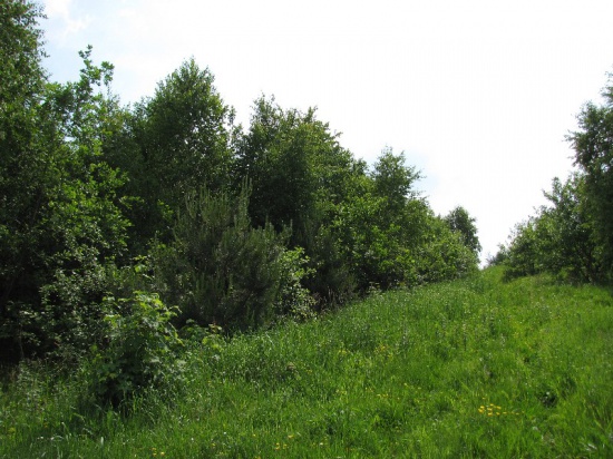 Działka 5,39 ha 